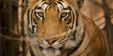 Tiger Jungles