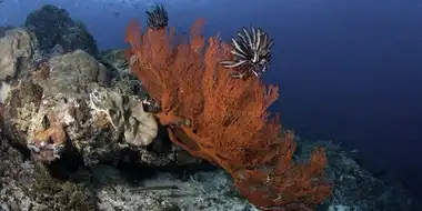 Coral Reef