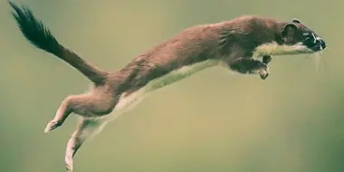 Weasels:  Feisty and Fearless