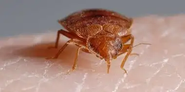 Bite Me: The Bed Bug Invasion