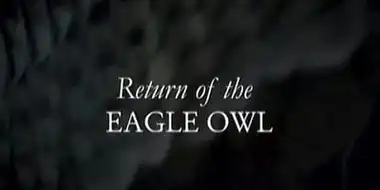 Return Of The Eagle Owl