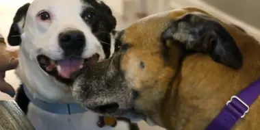 Rescue Dogs Reunited