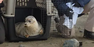 Alaskan Seal Rescue