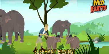 Elephant Brains