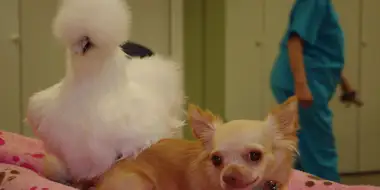 The Chihuahua and the Chicken