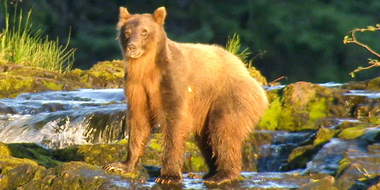 Brown Bear-anoia