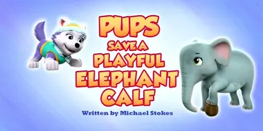 Pups Save a Playful Elephant Calf
