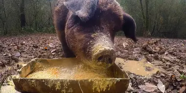 Hog Heaven