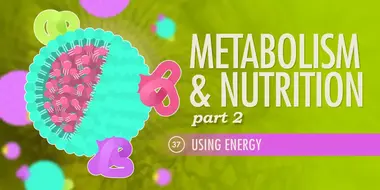 Metabolism & Nutrition, Part 2