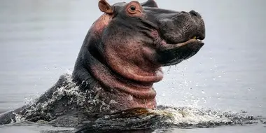 Hippos: Africa's River Giants