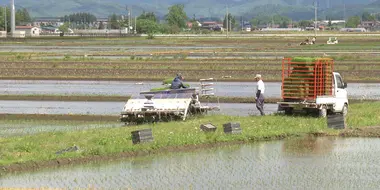 Rice Cultivation