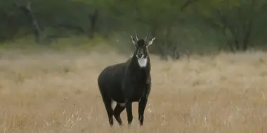 South Texas Nilgai