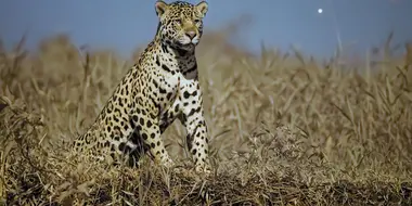 Jaguar Jungle