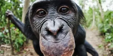 Bonobos