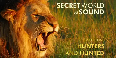 Secret World of Sound: Hunters and Hunted