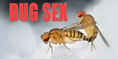 Bug Sex