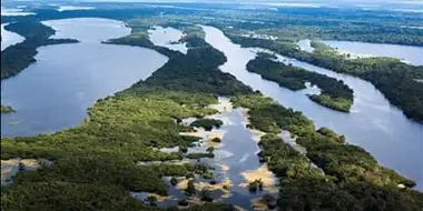 Amazon River Islands: The Floating Forests
