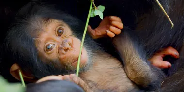 A Baby Chimp's Story