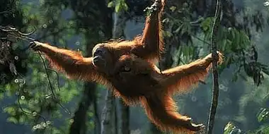 Orangutans: the High Society