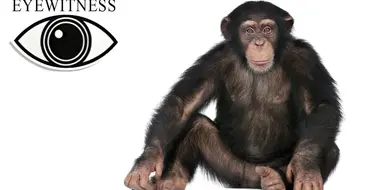 Ape