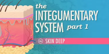 The Integumentary System, Part 1 - Skin Deep