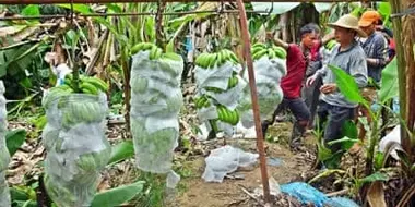 Laos' Banana Boom