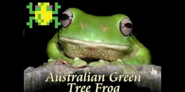 Frogger, Australian for Games