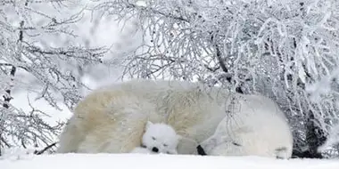 Polar Bears & Grizzlies: Bears on Top of the World