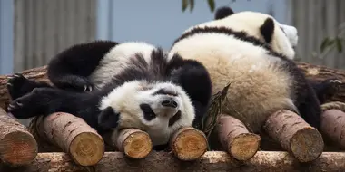 China's Pandas