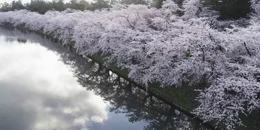 Spring Splendor in Hirosaki