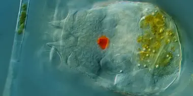 Journey Through the Body of a Rotifer