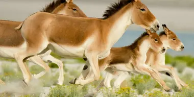 Wild Stallions of the Himalayas