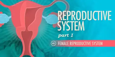 Reproductive System, Part 1 - Female Reproductive System