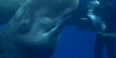 Ocean Giants: Deep Thinkers