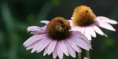 A Beekeeper's Life