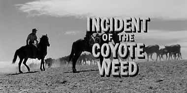 Incident of the Coyote Weed