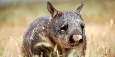 Realm of the Wombat