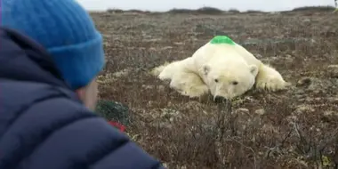 Life in Polar Bear Town