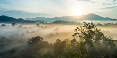 Borneo: Sacred Forest