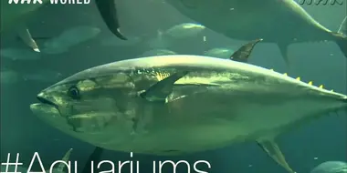 Too much tuna? [#Aquariums]