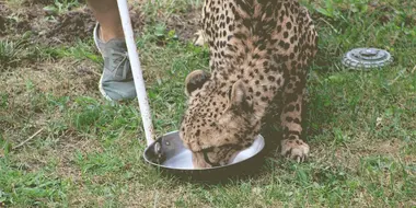 Cheetah Play Date