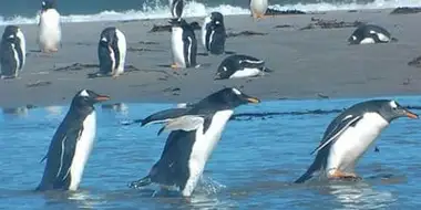 Falkland Islands: Penguin Paradise