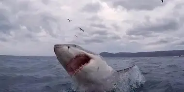 The Shark Bite State