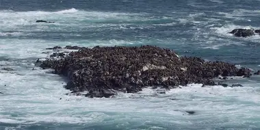 Cape Fur Seals