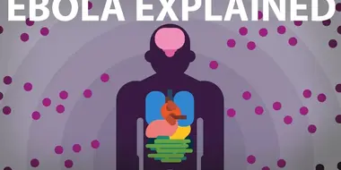 The Ebola Virus Explained — How Your Body Fights for Survival