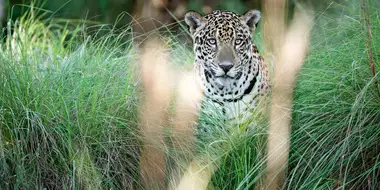 Jaguars: Brazil's Super Cats