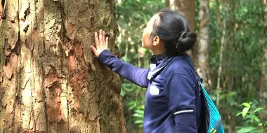 Sustainable Forest Living in Laos