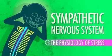 Sympathetic Nervous System