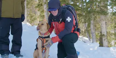 Avalanche Rescue Dogs & The Beagle Brigade