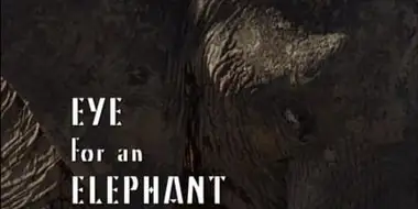 Eye for an Elephant